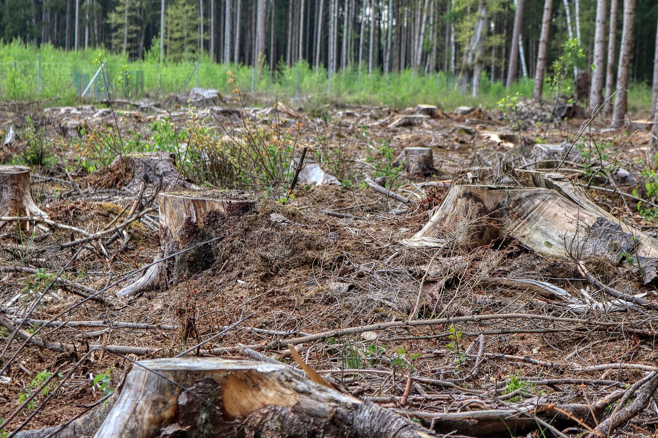 Élagueur à Frouzins : entretenir vos arbres avec Paysagiste 31
